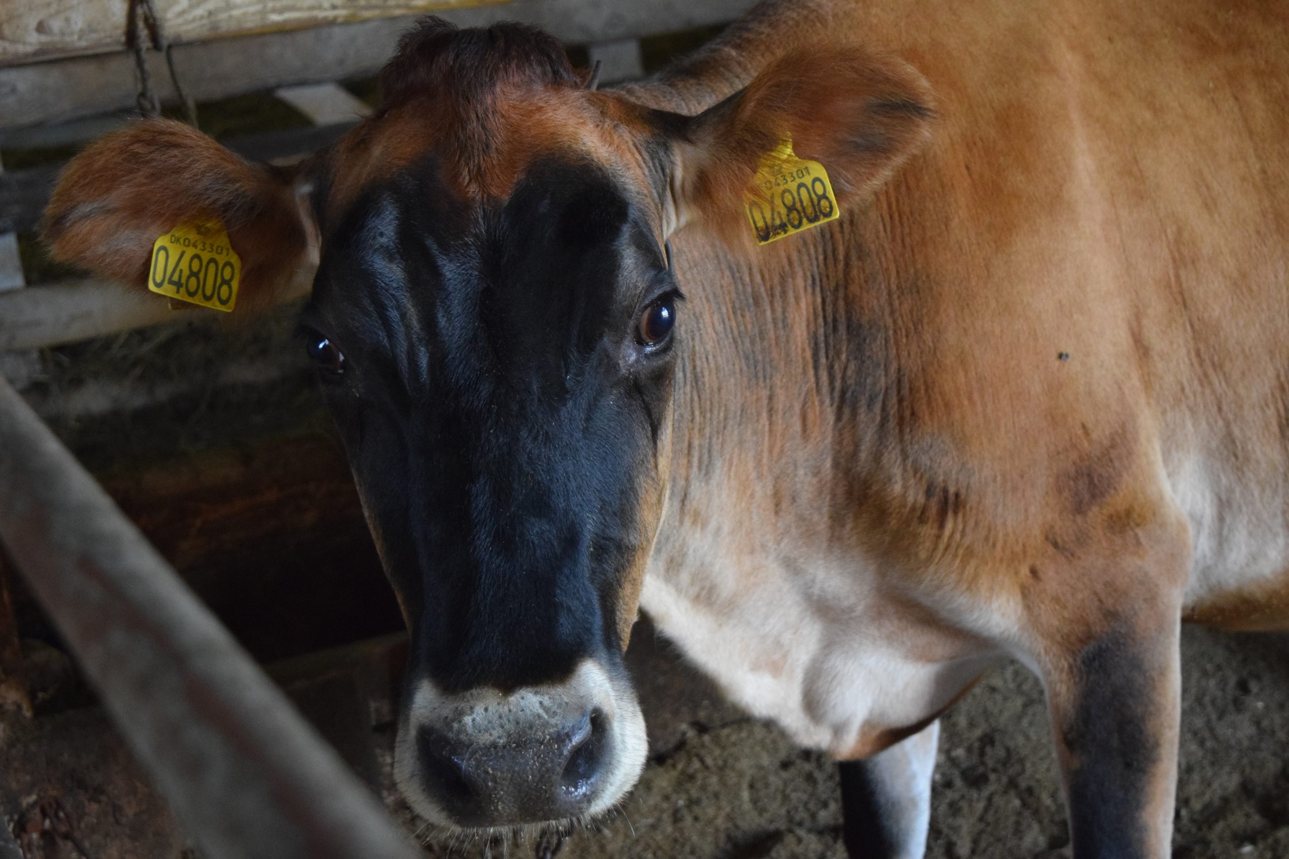 Свежее с фермы